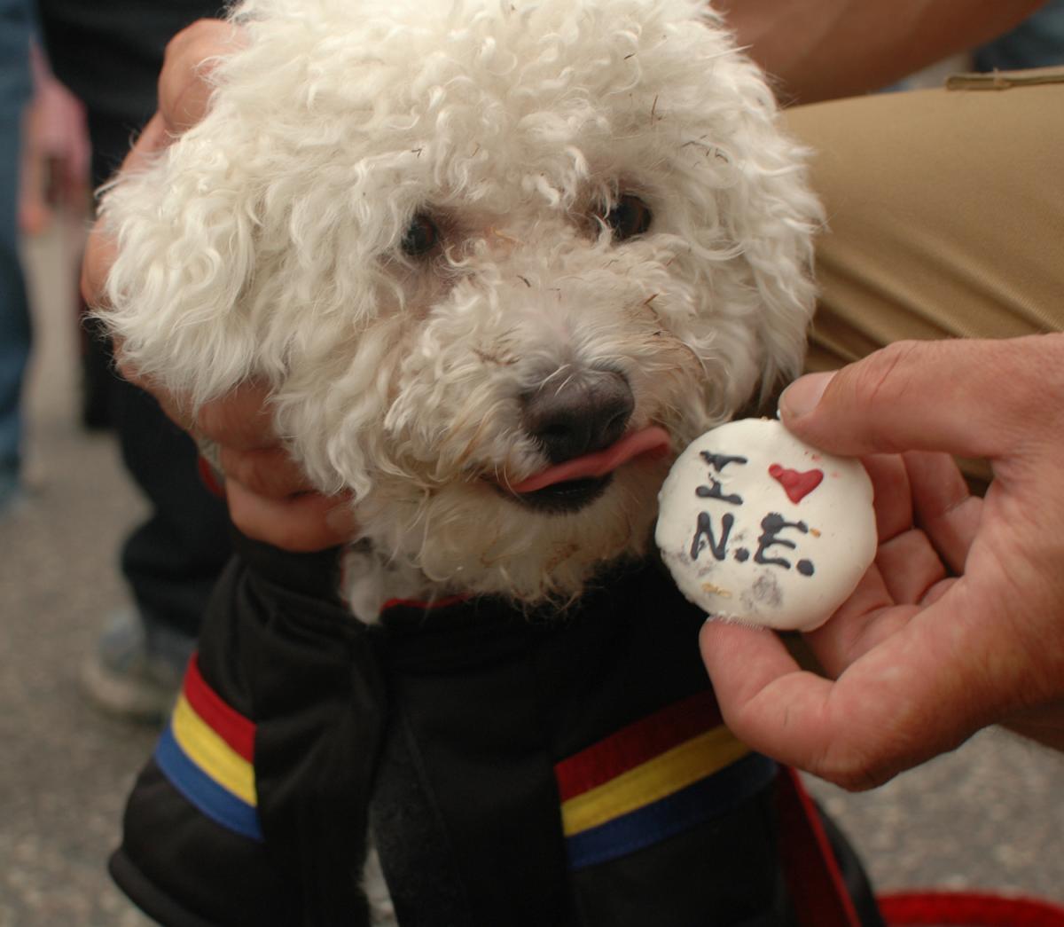Scoops the dog Scoops the dog